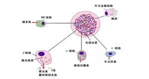 糖尿病转化研究突破