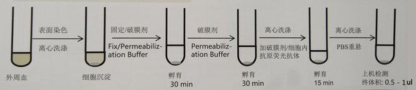 外周血Treg鉴定过程（胞内）.jpg