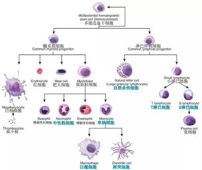 淋巴细胞系与髓系粒细胞
