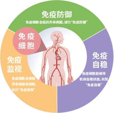 免疫细胞作用三大机制